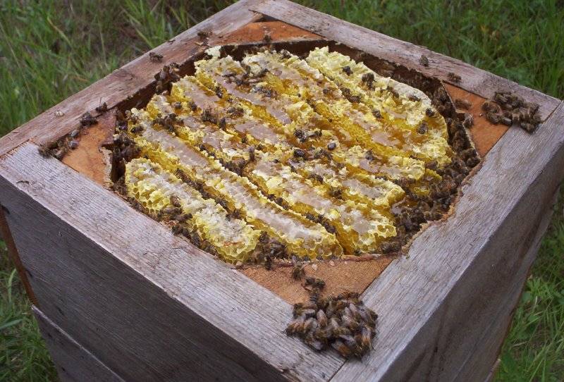 О содержании пчел на приусадебном участке: ветеринарные правила и нормативы