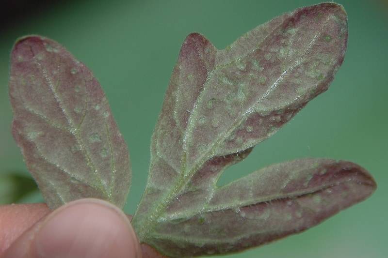 Почему у рассады томатов появляются фиолетовые листья?