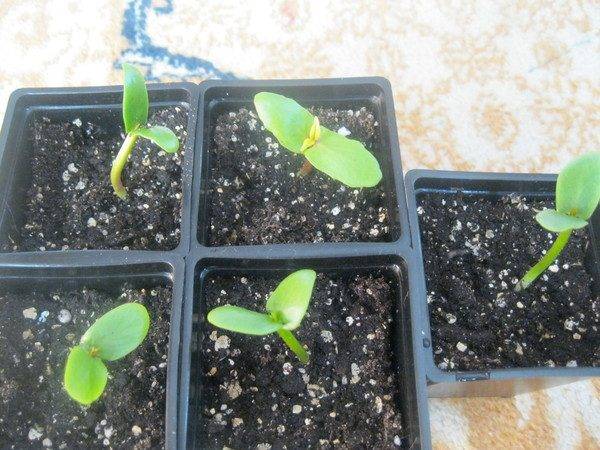 Выращивание фуксии из семян — разные способы и советы по уходу
