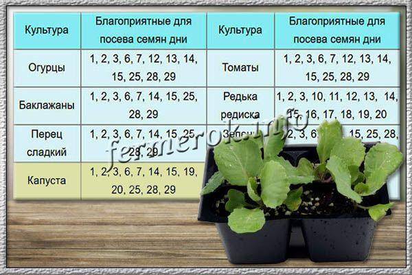 Посадка капусты башкирия 2021 рассады, март, апрель, май, июнь, весной, лунный календарь сажать