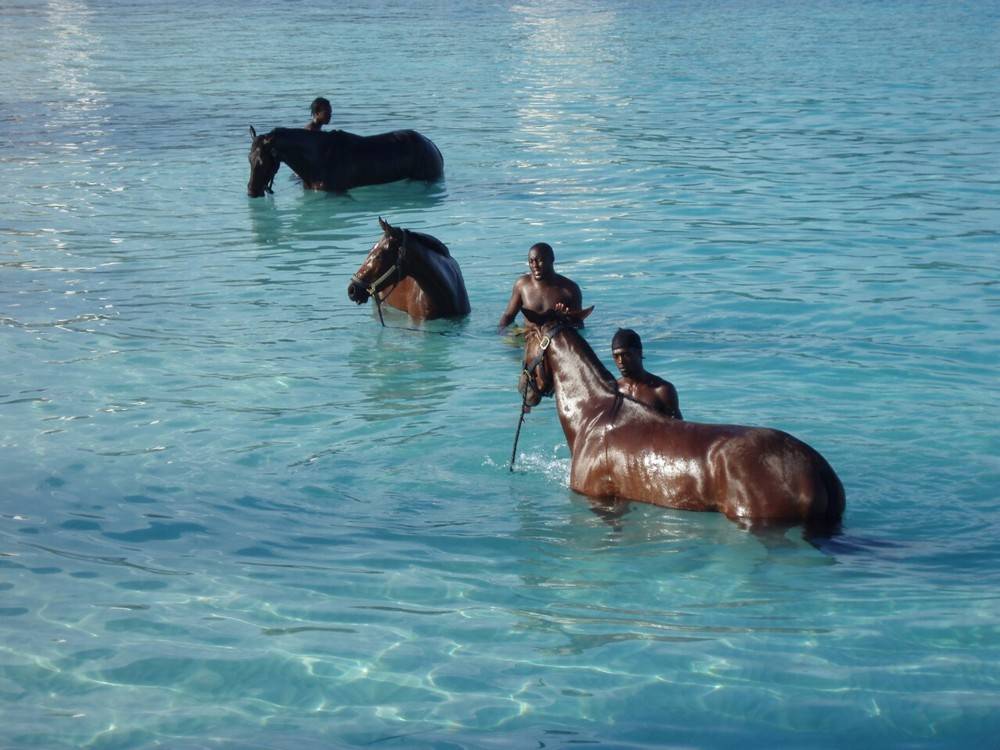 Лошади плавают: умеют или нет