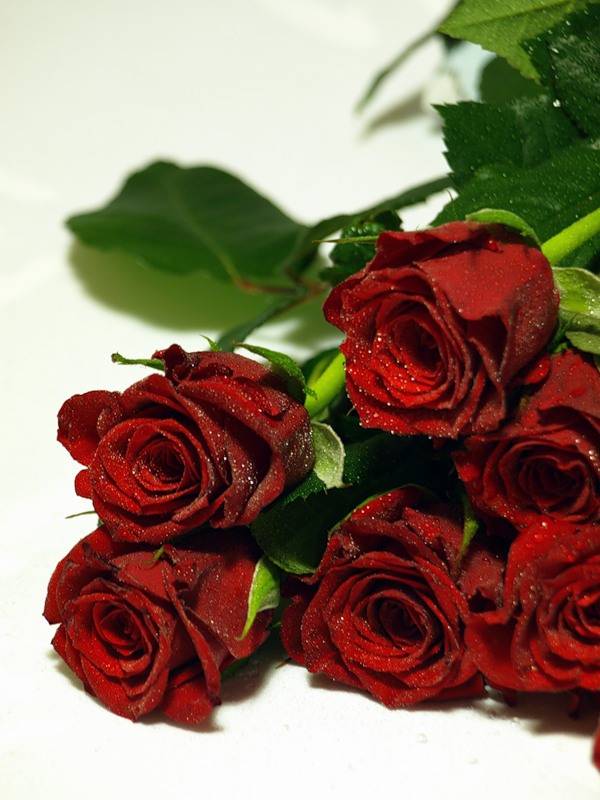 12 лучших двухцветных сортов роз для вашего сада на supersadovnik.ru