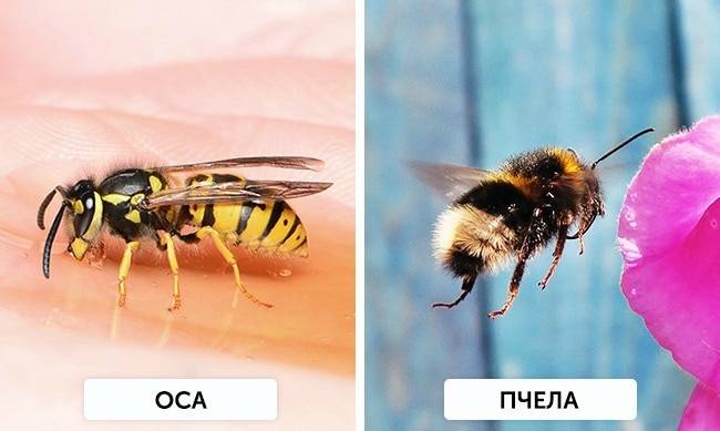 Как отличить осиное гнездо от пчелиного. чем отличается пчела от осы. итальянская порода: фото