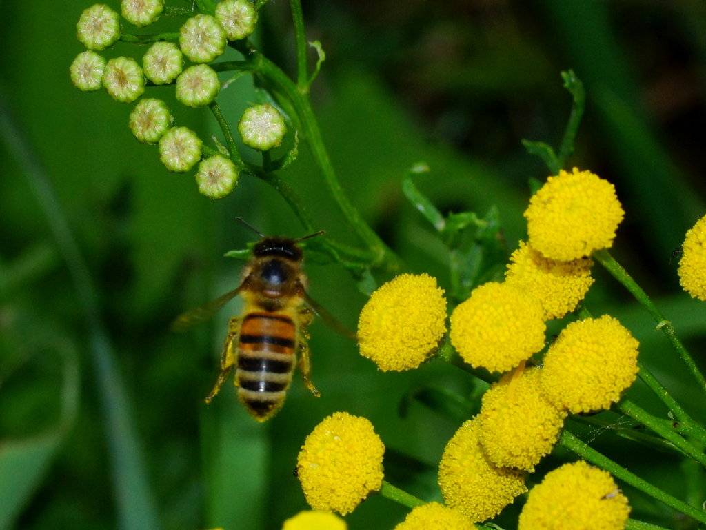 Замена пчеломаток в августе: зачем это нужно и способы подсадки, сроки