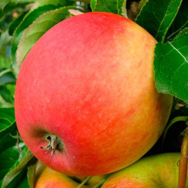 Яблоня персиянка: описание и характеристики сорта, урожайность и зимостойкость