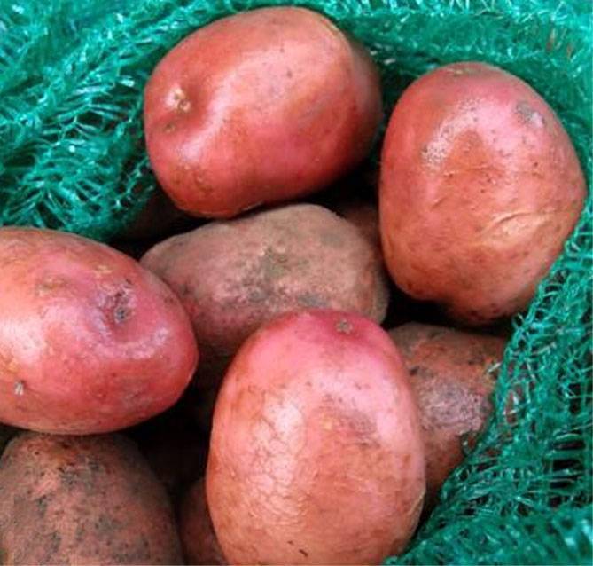 Картофель беллароза: характеристика, описание сорта, посадка и уход - rus-womens