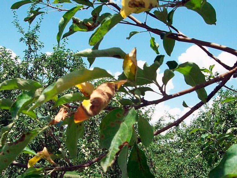 Причины пожелтения листьев у груши - агро журнал dachnye-fei.ru