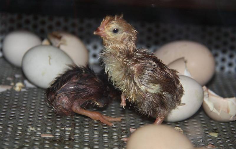 Вылупление цыплят из яиц: что делать, описание процесса, видео