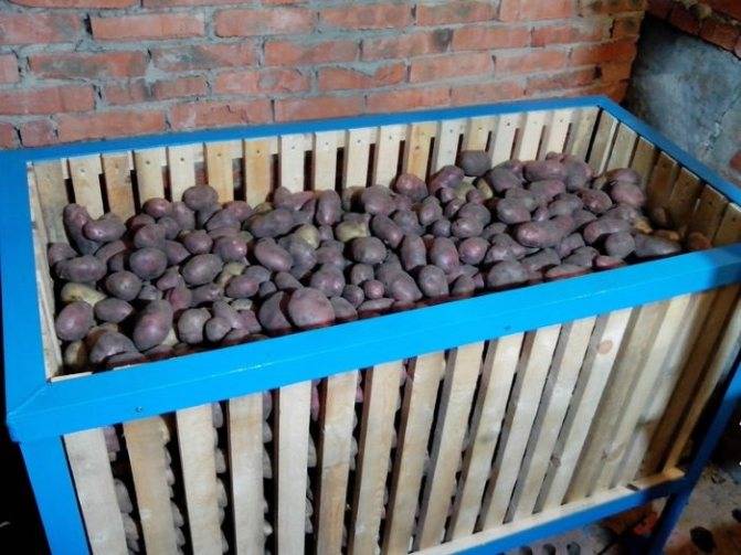 От эффективных дедовских методов хранения картофеля до современного подхода