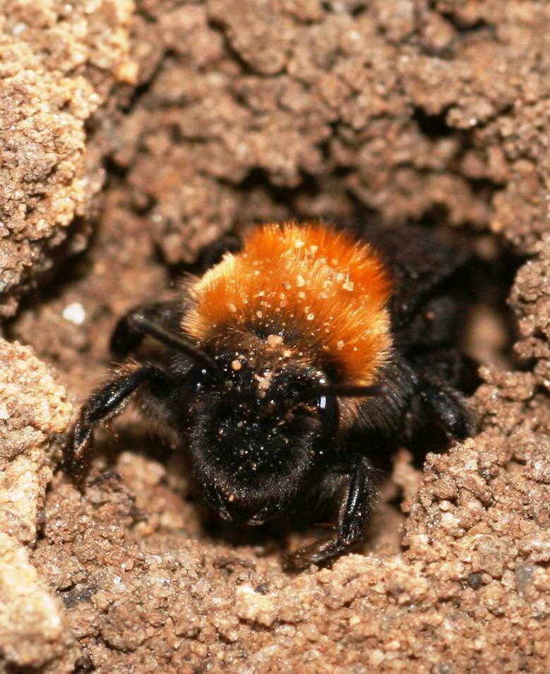 Подземные земляные пчелы: как выглядят с фото, как добыть мед, как избавиться от насекомых