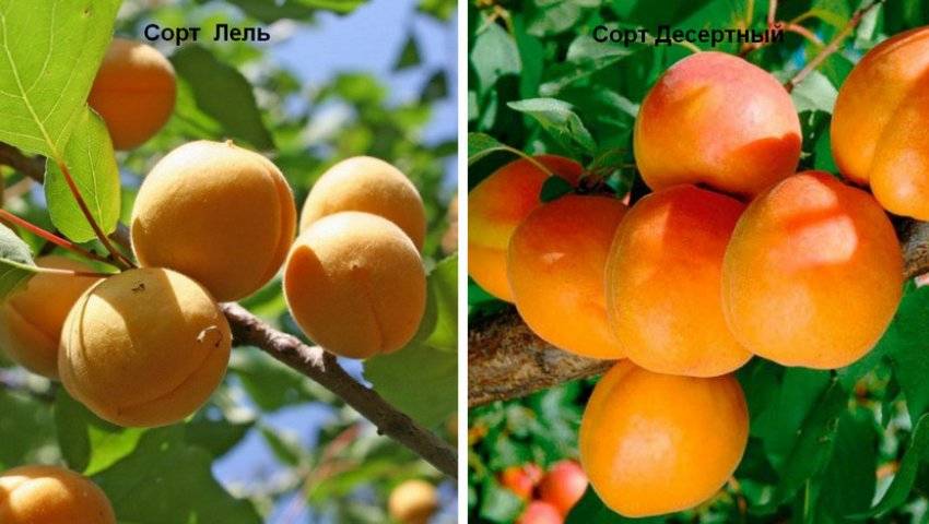 На какой год плодоносит персик. Лель абрикос самоплодный. Абрикос Мичуринский. Абрикос десертный. Абрикос Лель дерево.