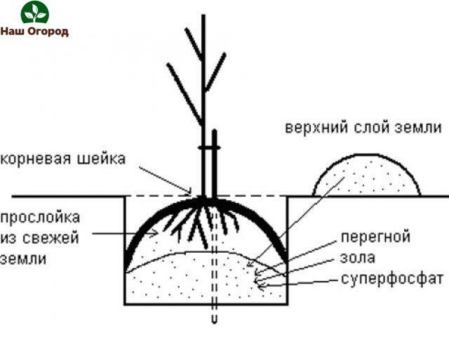 Посадка груши с закрытой корневой системой - пошаговая инструкция