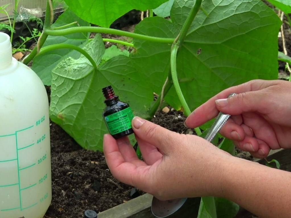 Зеленка и йод для растений как удобрение: как подкормить, удобрять огурцы молоком с йодом