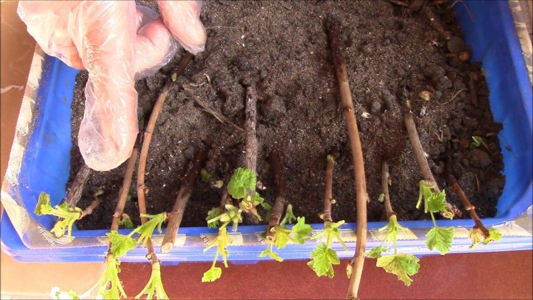 Размножение смородины черенками летом, осенью и весной: как сделать черенкование зеленых и одревесневших веточек, а также нюансы укоренения и посадки