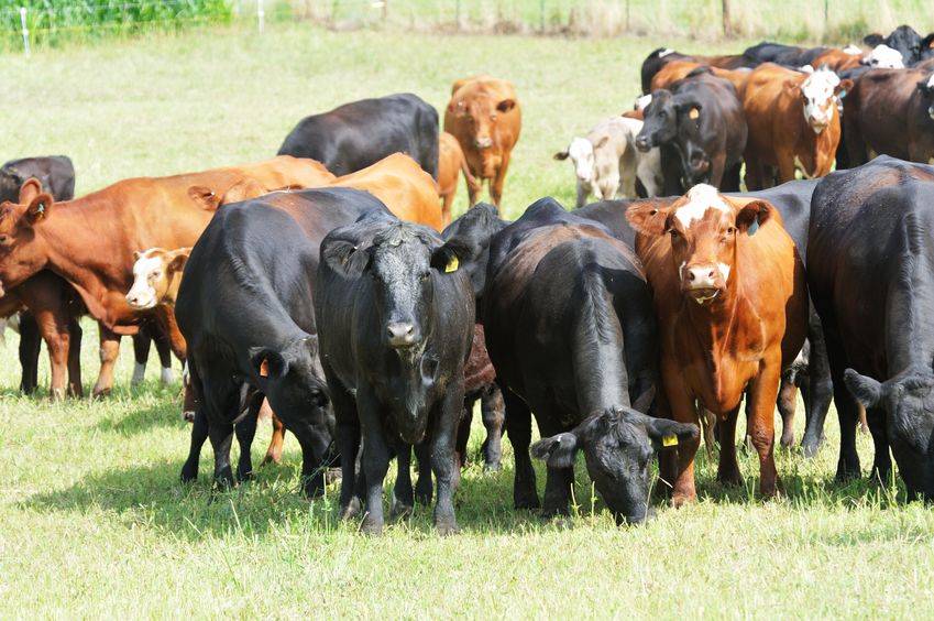 Крупный рогатый скот: это какие животные в нашем крае