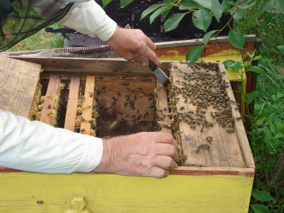 Мед и не только. какие еще полезные продукты делают пчелы