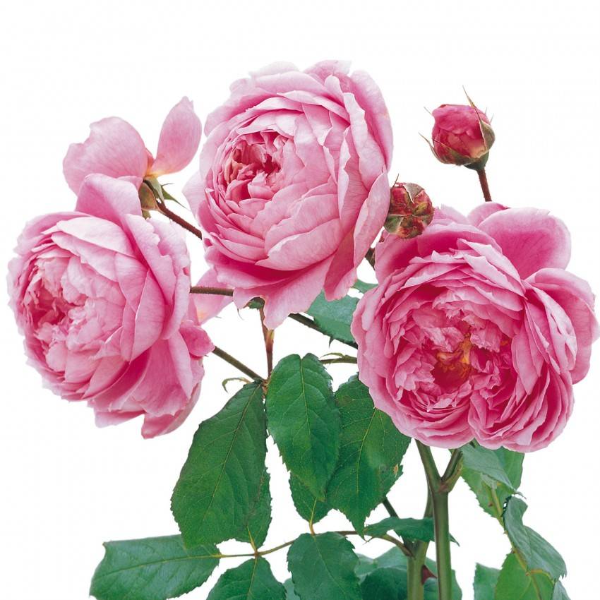 Английская роза huntington rose или alan titchmarsh