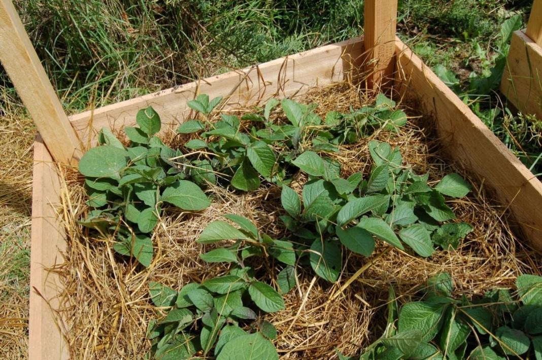 15 способов посадки картофеля: традиционные и новые