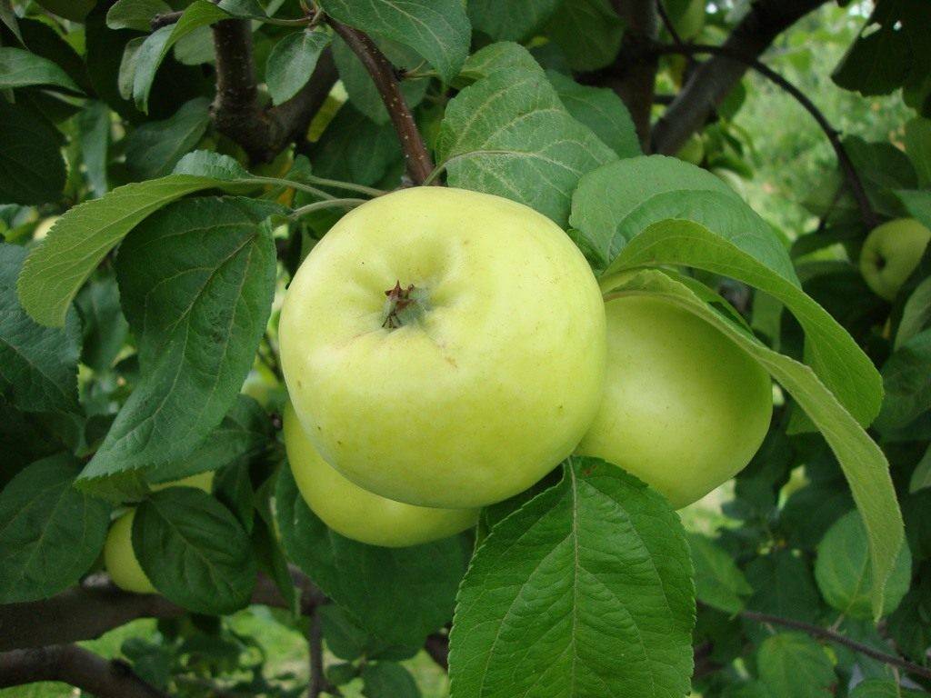Топ-15 ранних сортов яблок для вашего сада