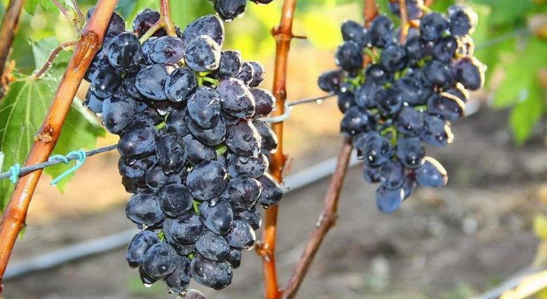 Виноград чарли: описание сорта, фото, отзывы, посадка и выращивание