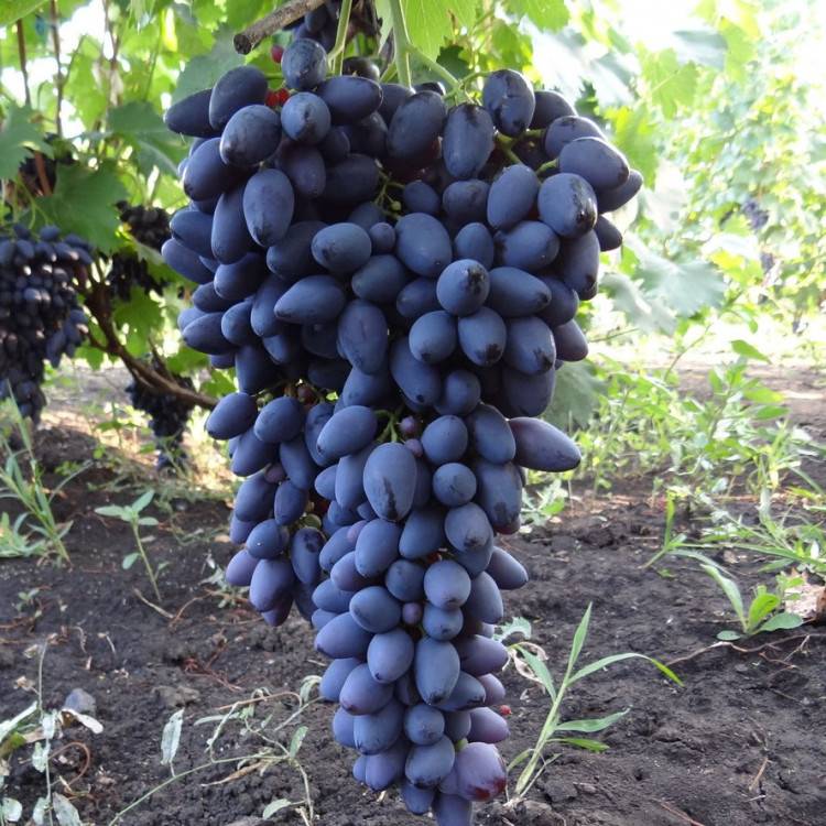 Отменный виноград надежда азос: описание сорта, его характеристики и фото
