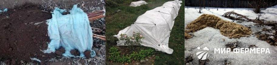 укрытие голубики на зиму в подмосковье. укрывают ли голубику на зиму. укрытие голубики на зиму в подмосковье. укрытие голубики на зиму в подмосковье.