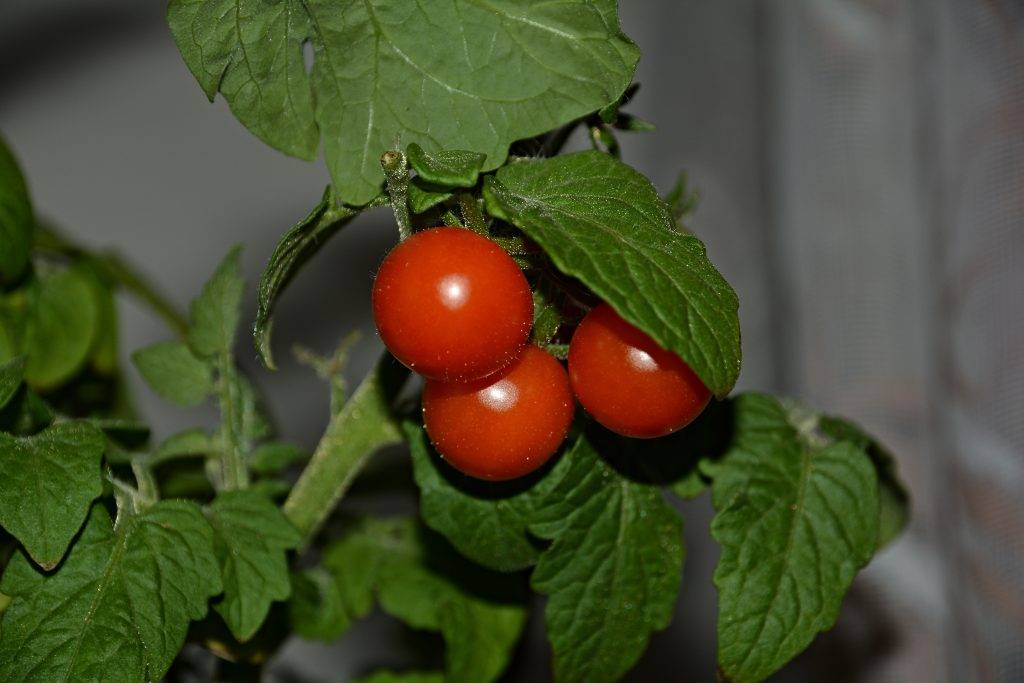 Низкорослые помидоры для теплиц > какие сорта самые урожайные