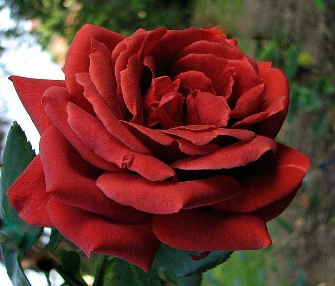 О розе терракота (terracotta): описание и характеристики розы терракотовой