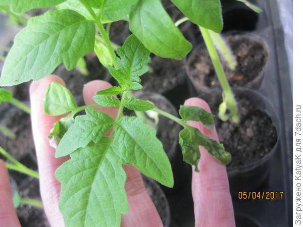 Что делать если сохнут листья у рассады помидор ?: кончики томатов, причина, почему засыхают на подоконнике | qlumba.com
