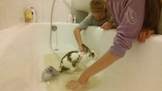 Можно ли купать декоративного кролика и как правильно это делать