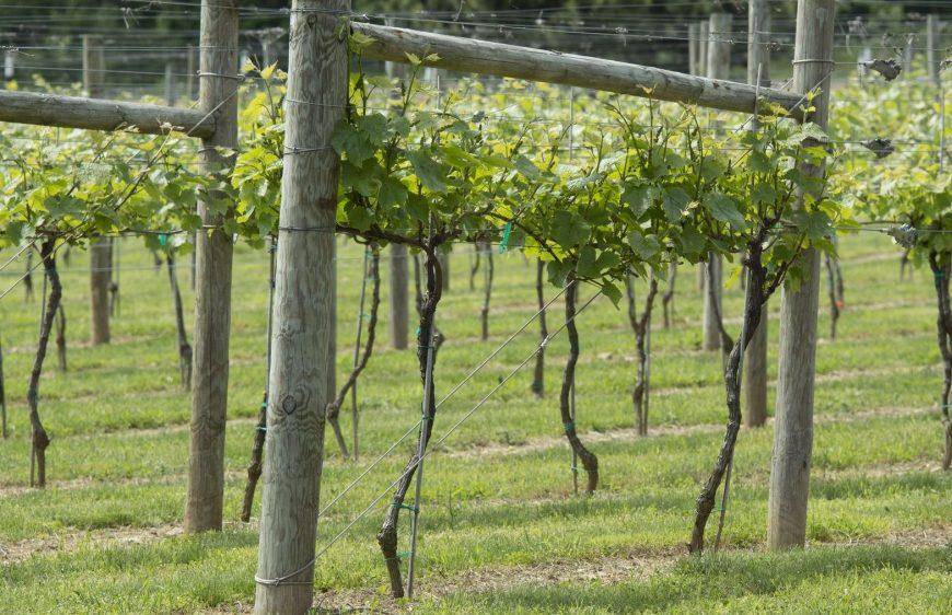 Изгородь для винограда – преимущества и назначение разных видов шпалер