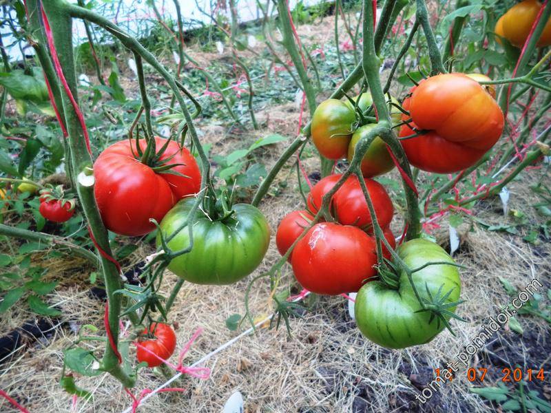 Особенности выращивания и ухода томатов сорта «король гигантов»