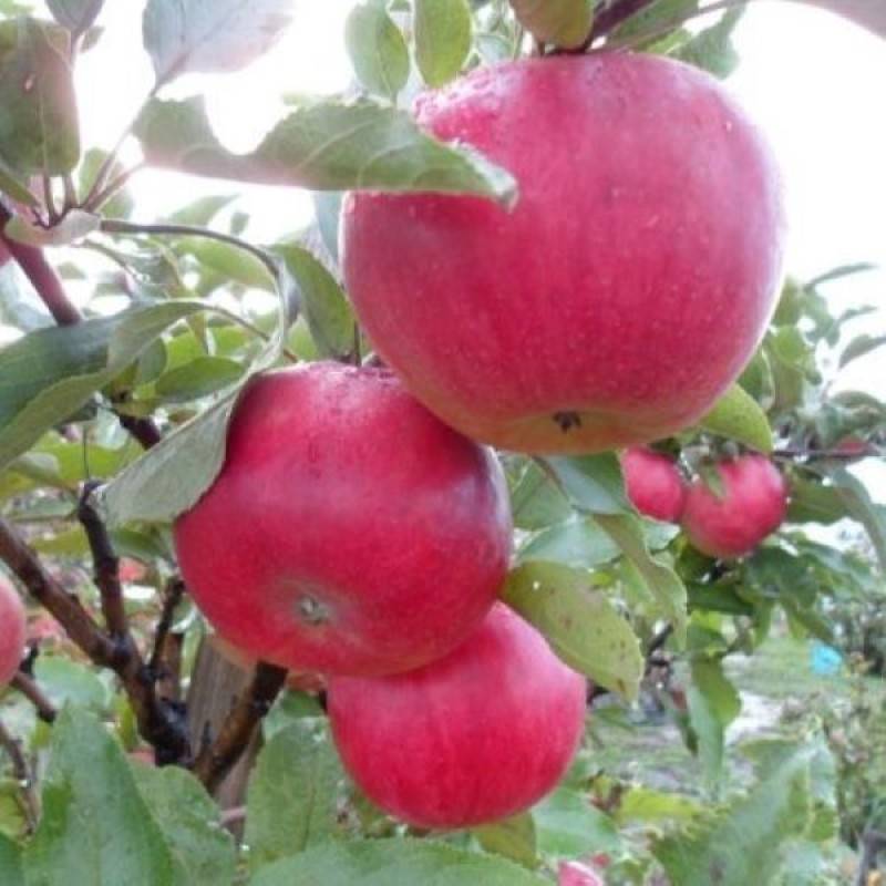 Описание и характеристики колоновидной яблони сорта васюган, посадка и уход