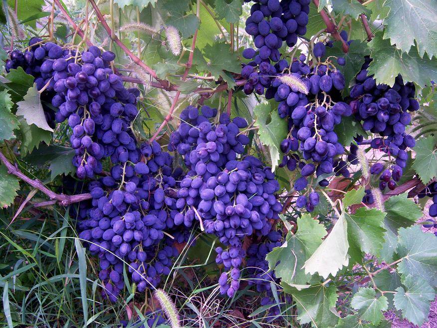 Надежда азос — описание сорта винограда, характеристики