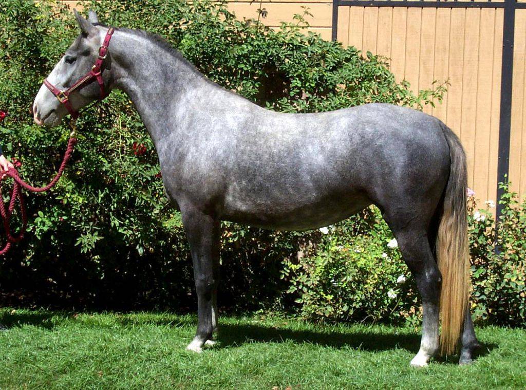 Липицианская лошадь, липицианская порода лошадей, 	 	(липициан) 	lipizzaner