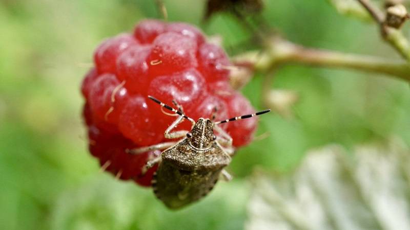 Вредители малины – описание с фото и способы борьбы, чем обработать ягодник, препараты и народные средства