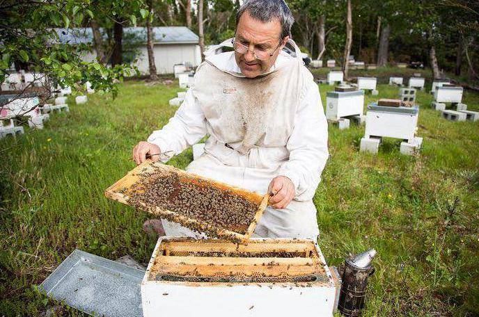Сахарный сироп пчелам осенью, особенности осенней подкормки