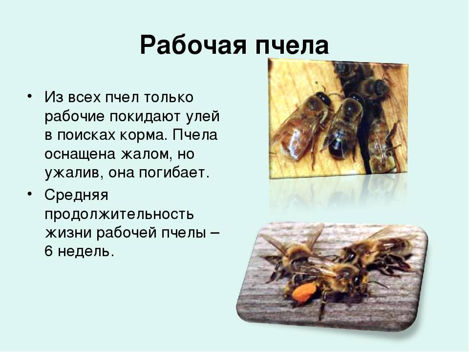 Сколько живет рабочая пчела. Продолжительность жизни пчелы. Продолжительность жизни рабочей пчелы. Сколько живут пчелы. Продолжительность жизни матки пчелы.