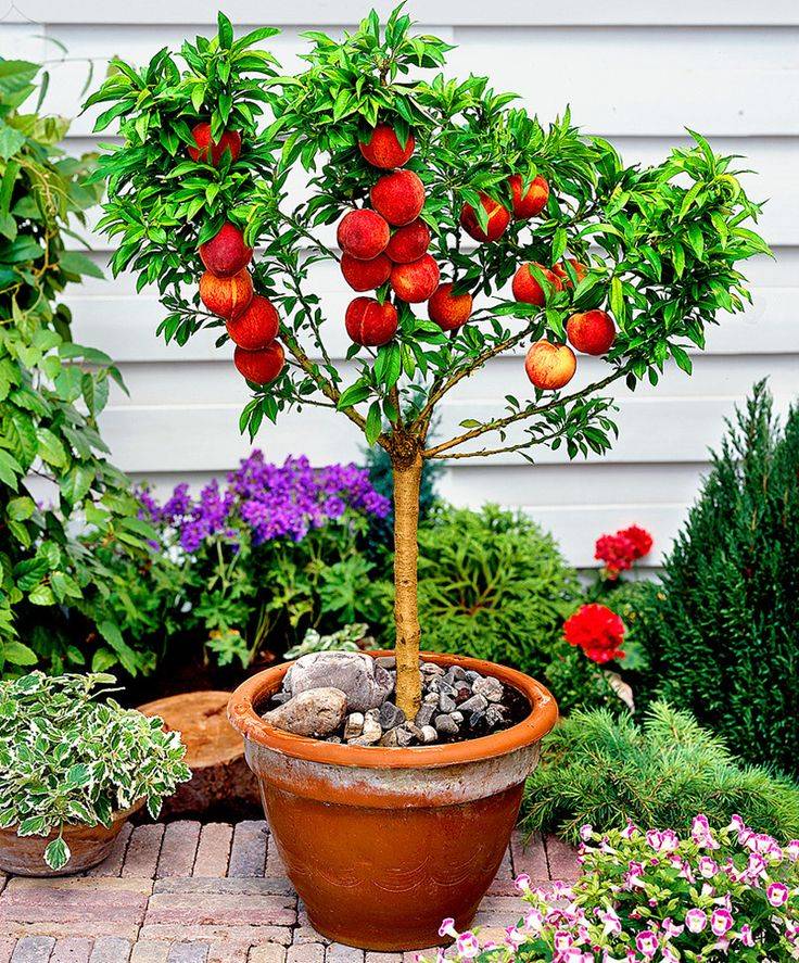 Как вырастить персик из косточки дома