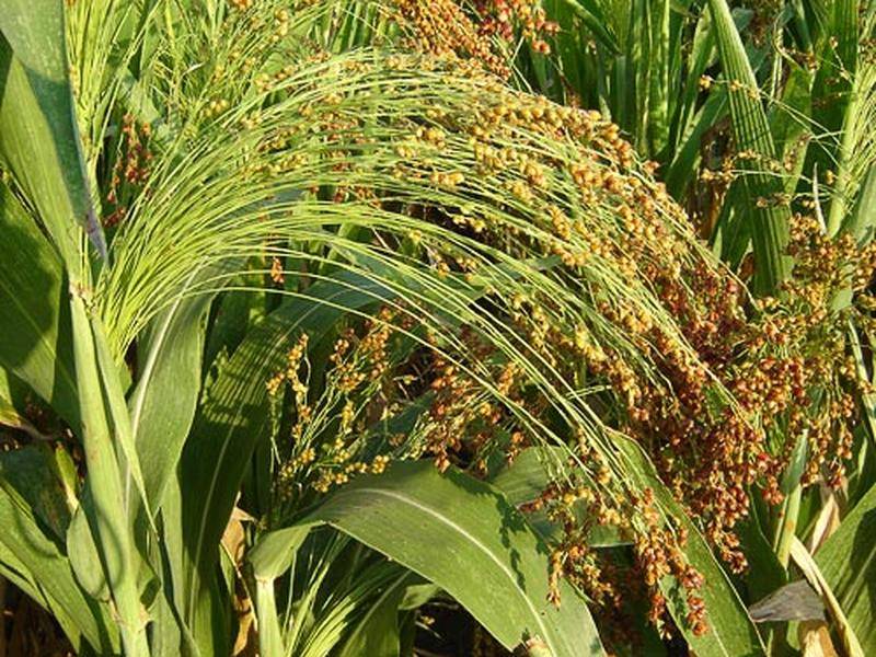 Суданская трава ⋆ растениеводство