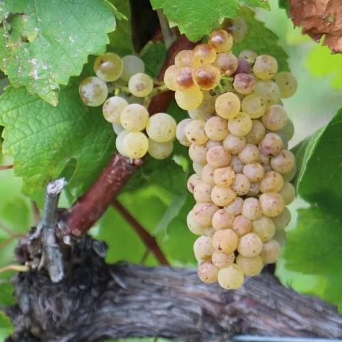 Шардоне — сорт винограда для игристого вина