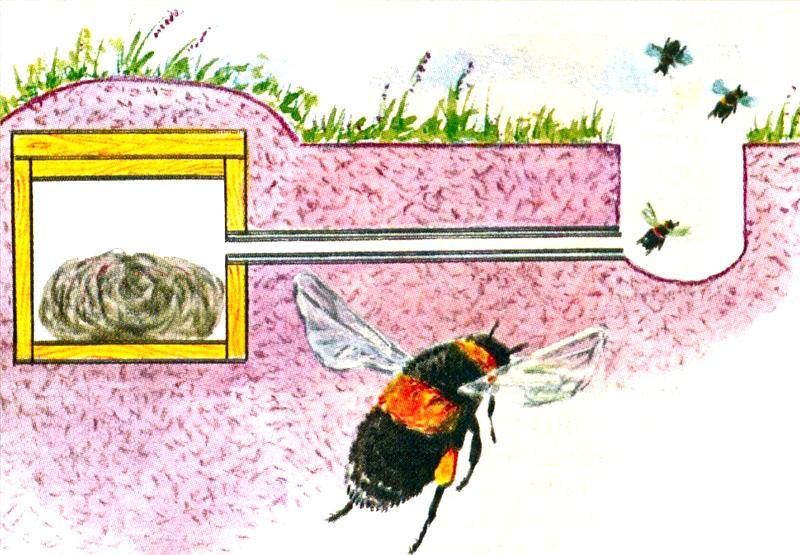 Бизнес план пчеловодства: с чего начать разведение пчел
