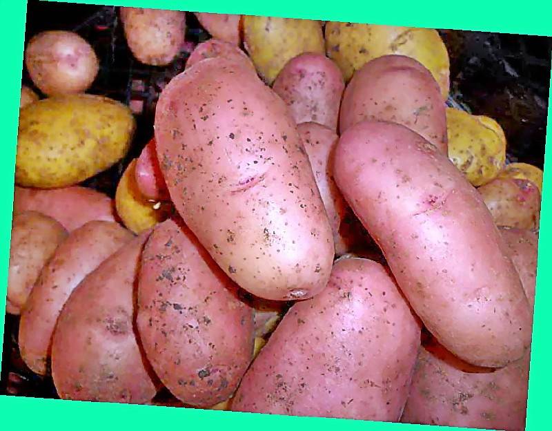 Картофель сорокадневка: описание и характеристика сорта, когда копать, отзывы