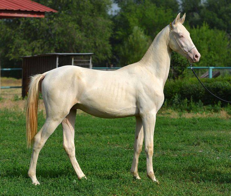 Лошадь изабелловой масти: история происхождения, стоимость жеребца, генетические особенности и характер породы