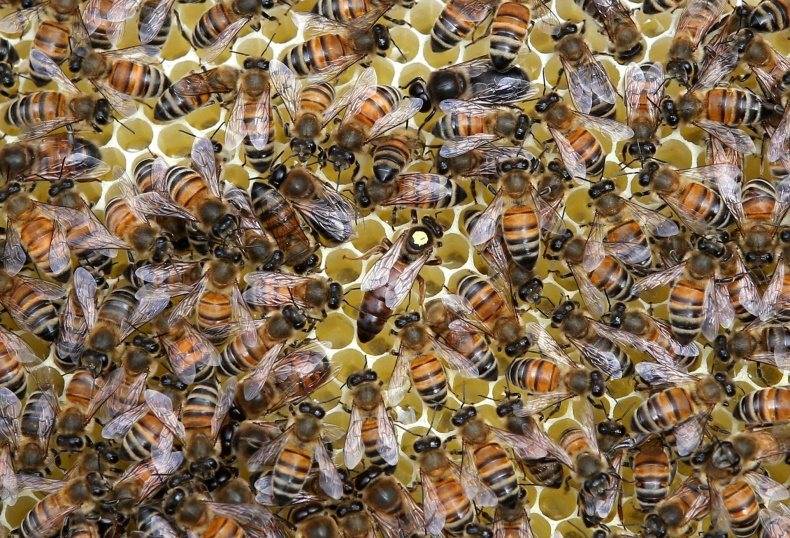 Пчелы породы бакфаст |