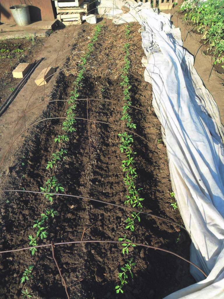Сроки и правила высаживания рассады помидор в открытый грунт