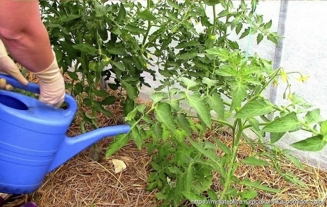 Опытные огородники раскрывают все свои секреты чем подкормить помидоры после высадки в грунт