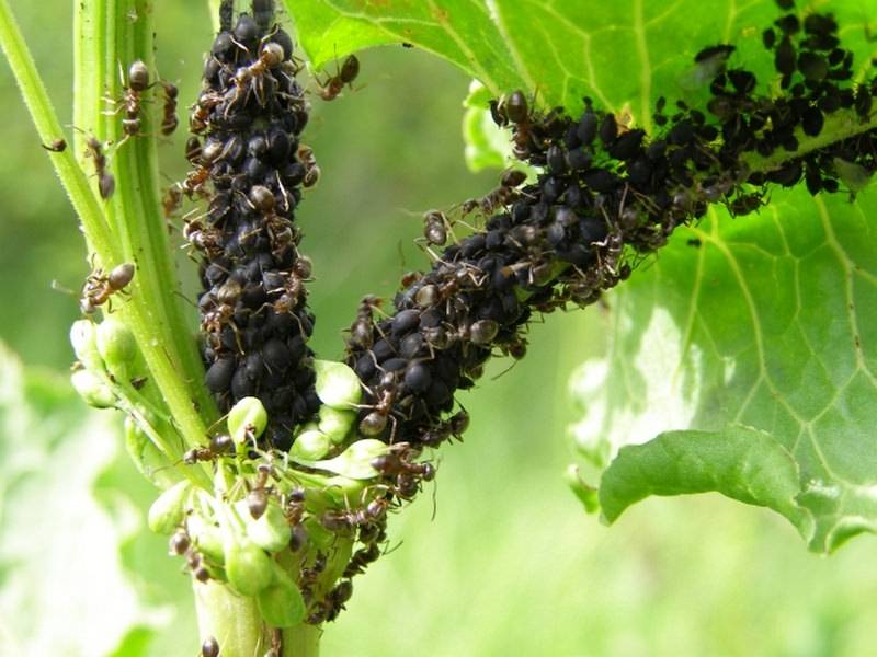 На смородине тля и муравьи: 10 способов, как избавиться во время цветения и плодоношения