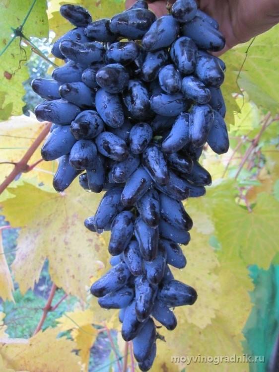 Идеальный выбор для молодых садоводов - виноград памяти негруля