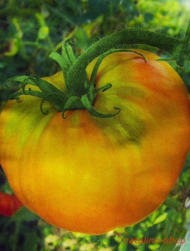 Сорт томата алтайский оранжевый — описание сорта, фото и отзывы